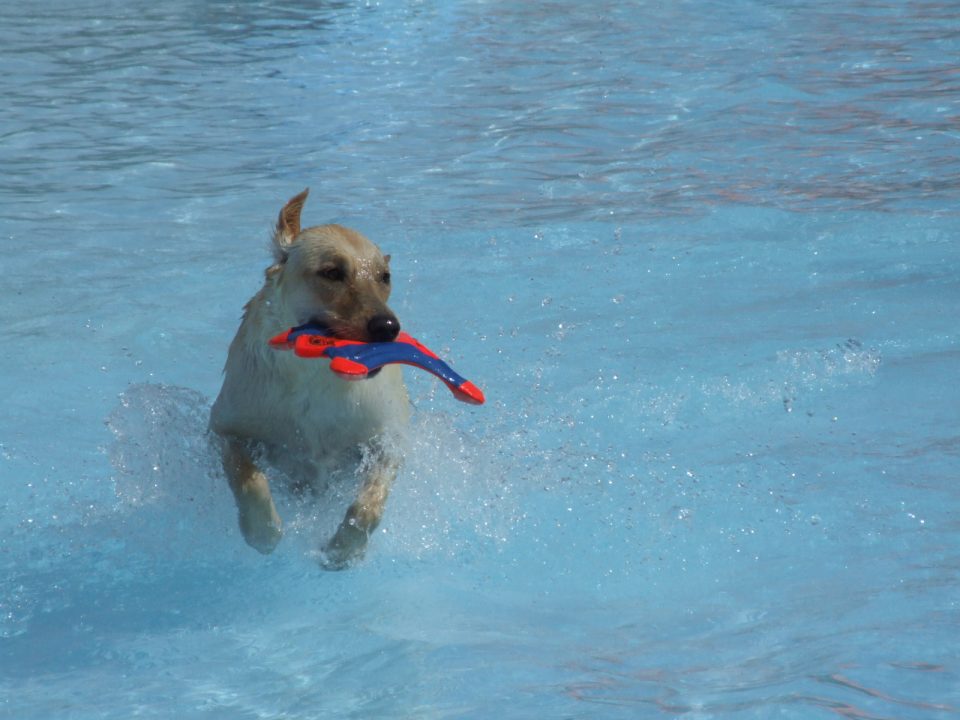 Water parks in Broward offer events for dogs South Florida on the Cheap