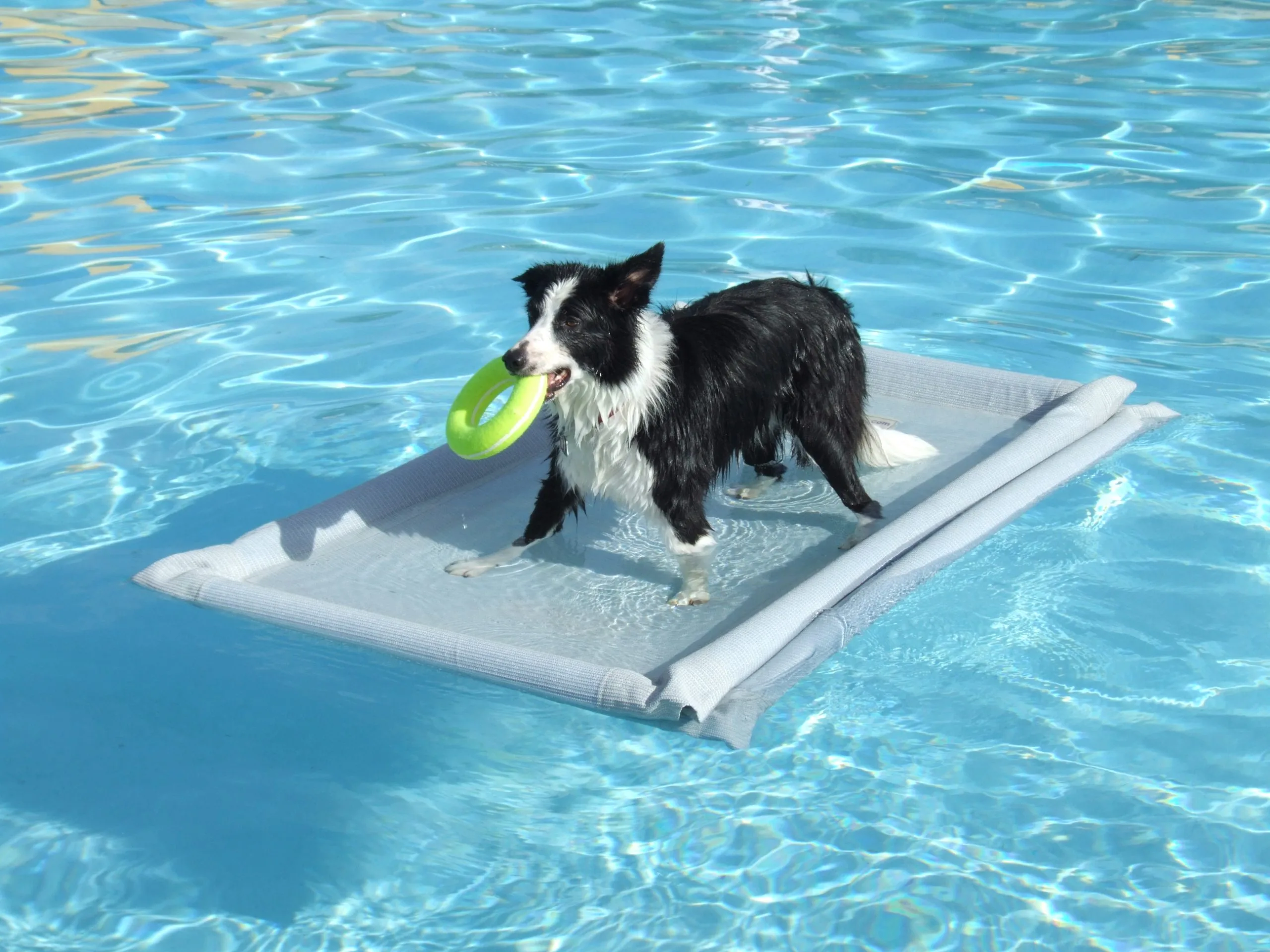 Water Festivals at water parks for Dogs