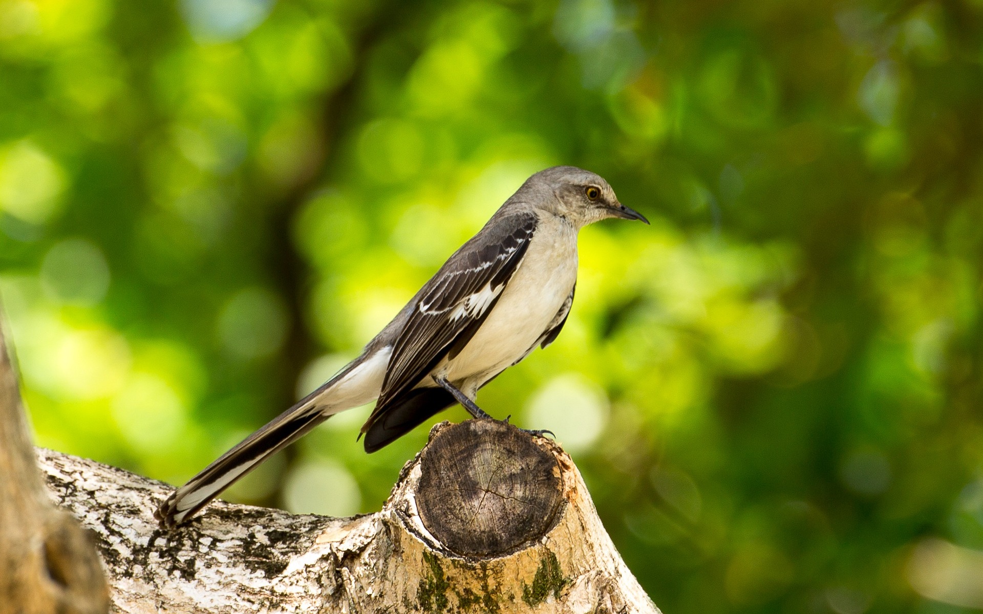 Join in on the Audubon Society's annual bird count