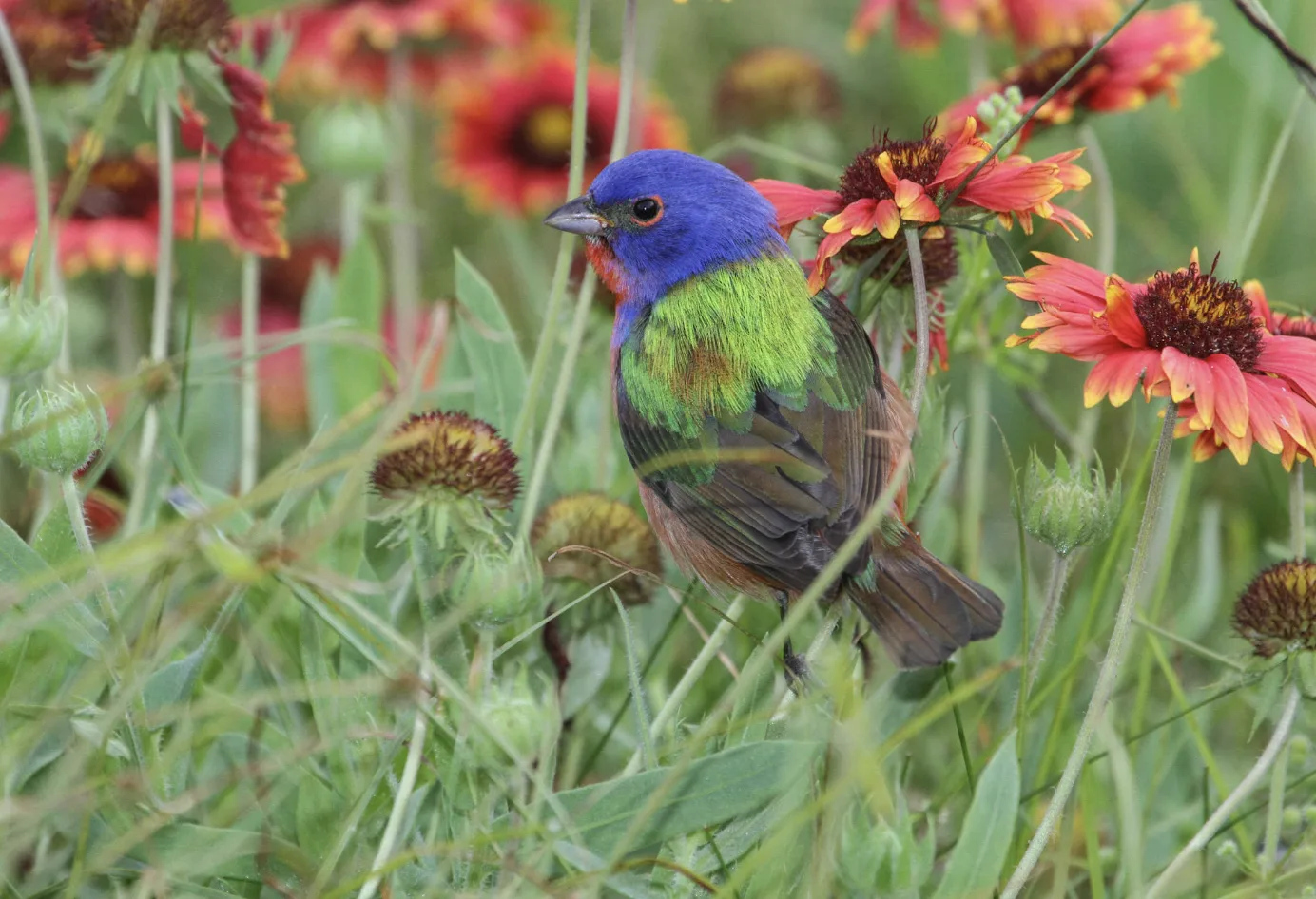 Join Bird-friendly Gardening Day in South Miami