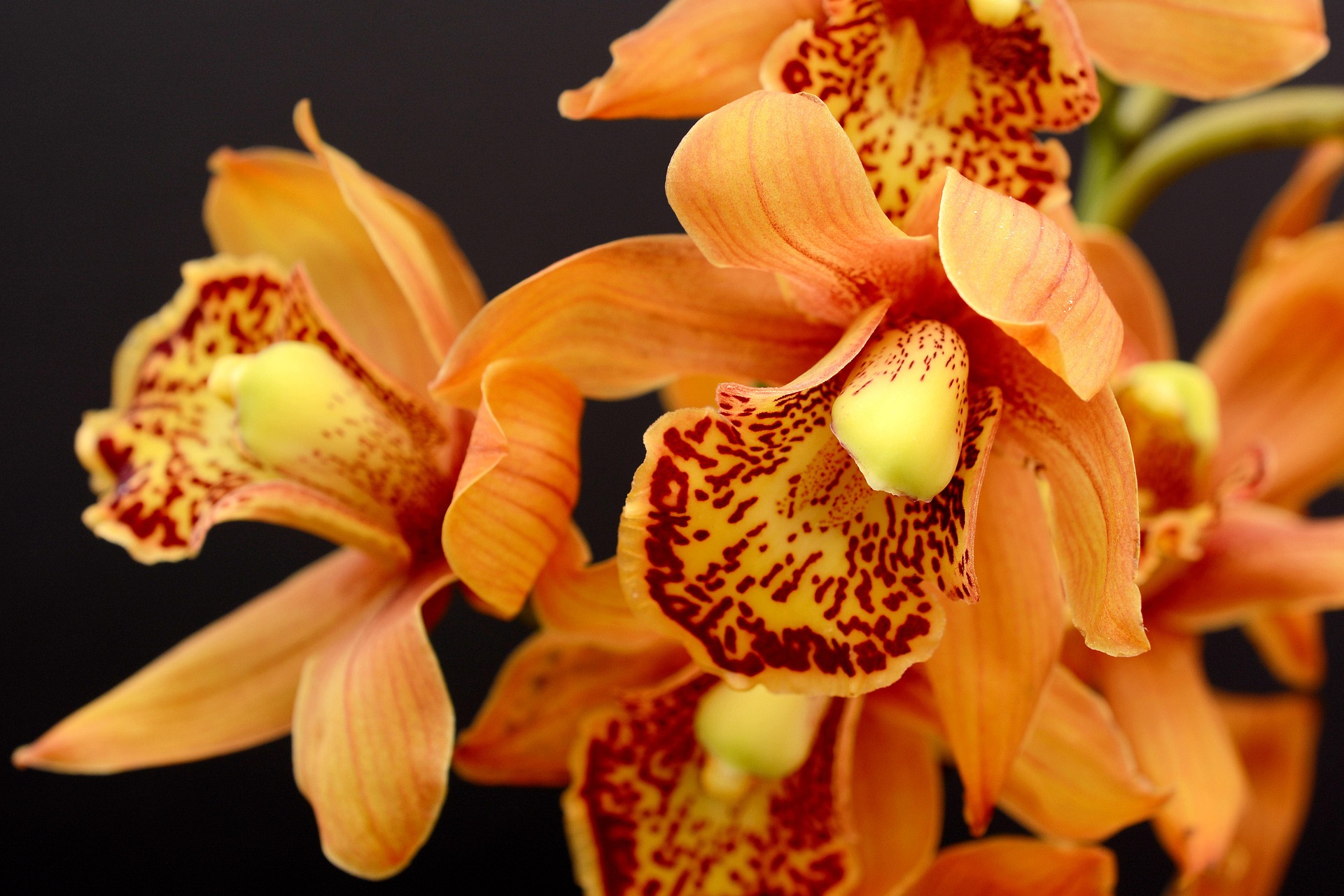$10 entry to Orchids & Arts Festival, Miami Beach