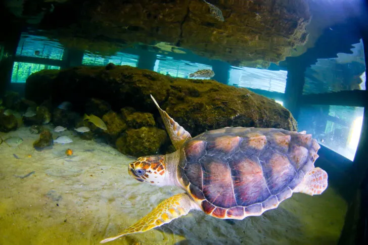 Gumbo Limbo Nature Center