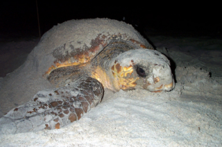 Sea-Turtle-photo-NOAA.gov_.png