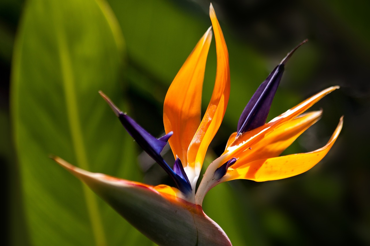 MacBeach Nature Fest, North Palm Beach, March 7