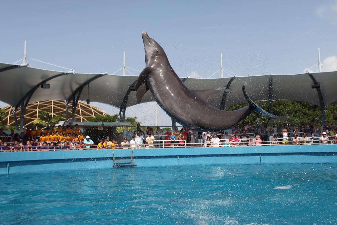 Miami Seaquarium - tickets, prices, discounts, swim with Dolphins