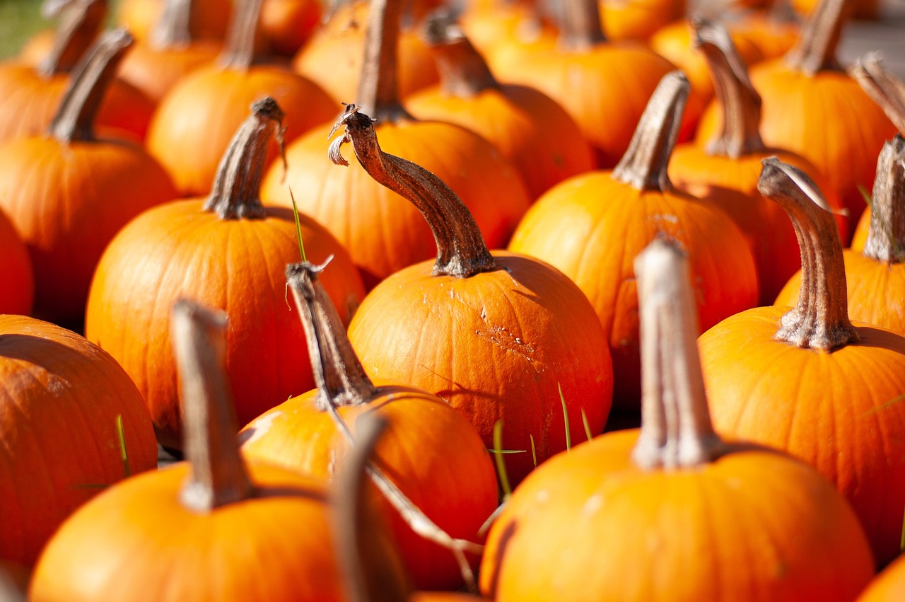 Pumpkin Patch & Halloween Festival in Parkland