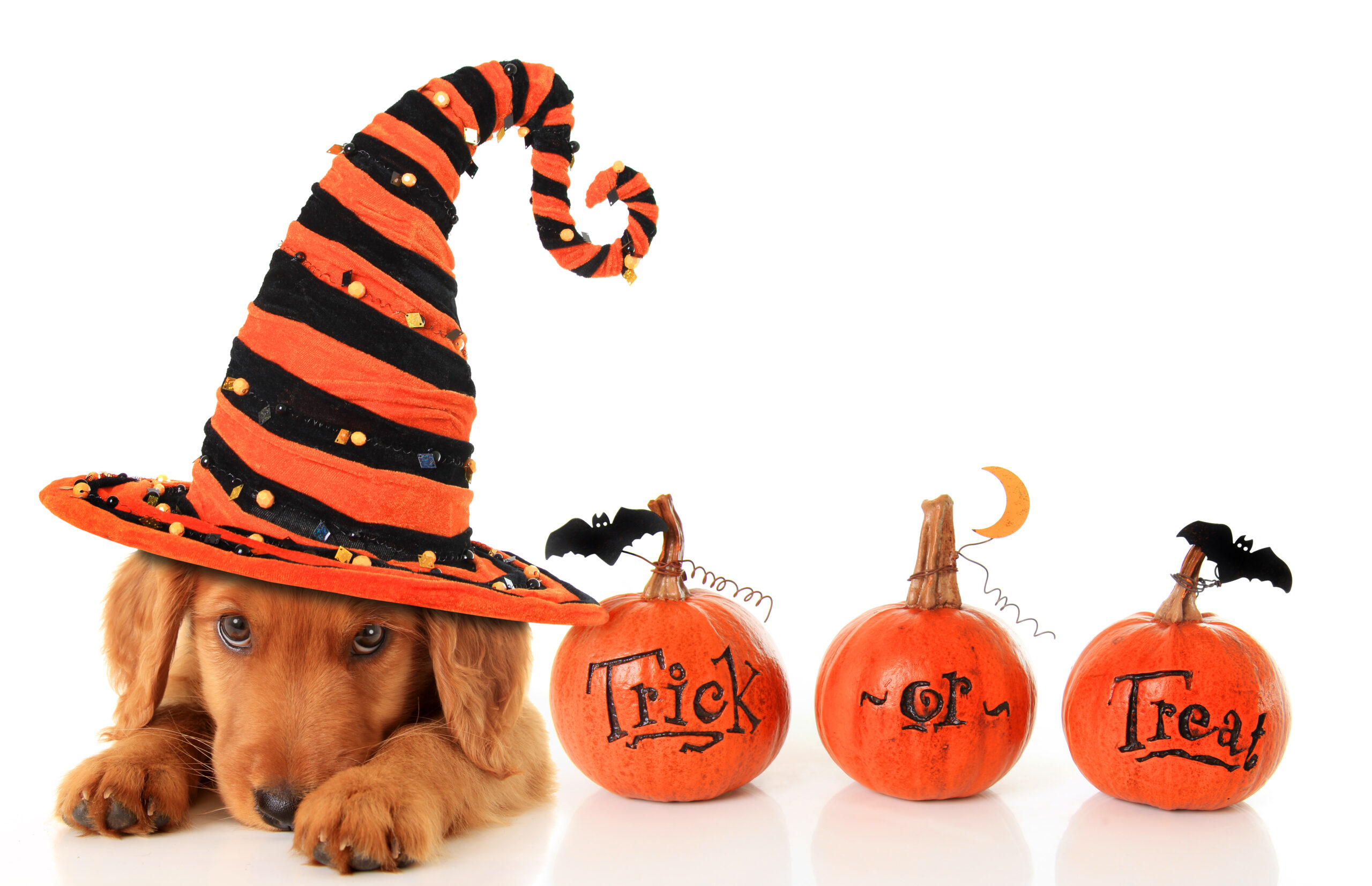 Free Halloween events for pets