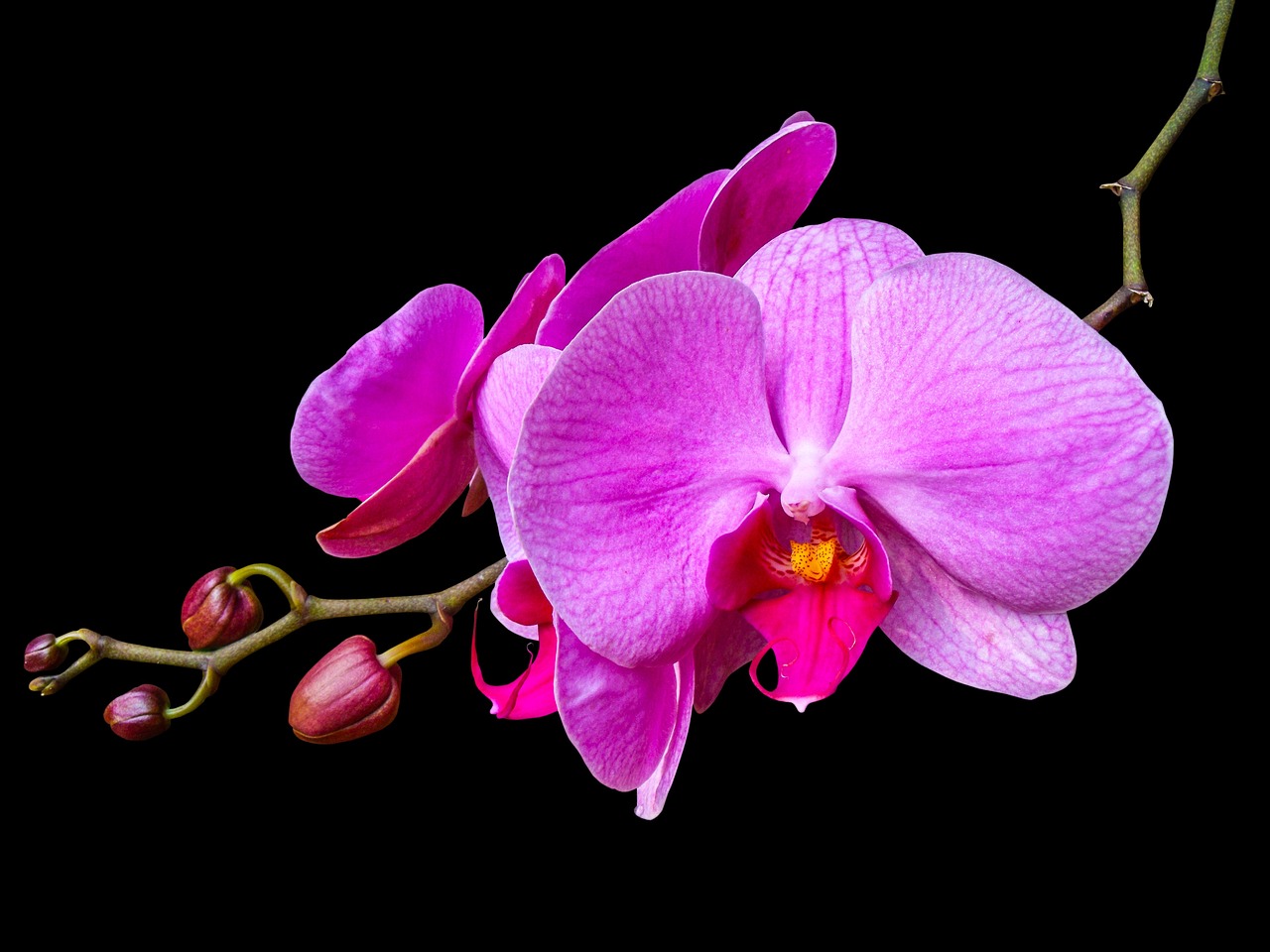 Orchids on The Square, Delray Beach