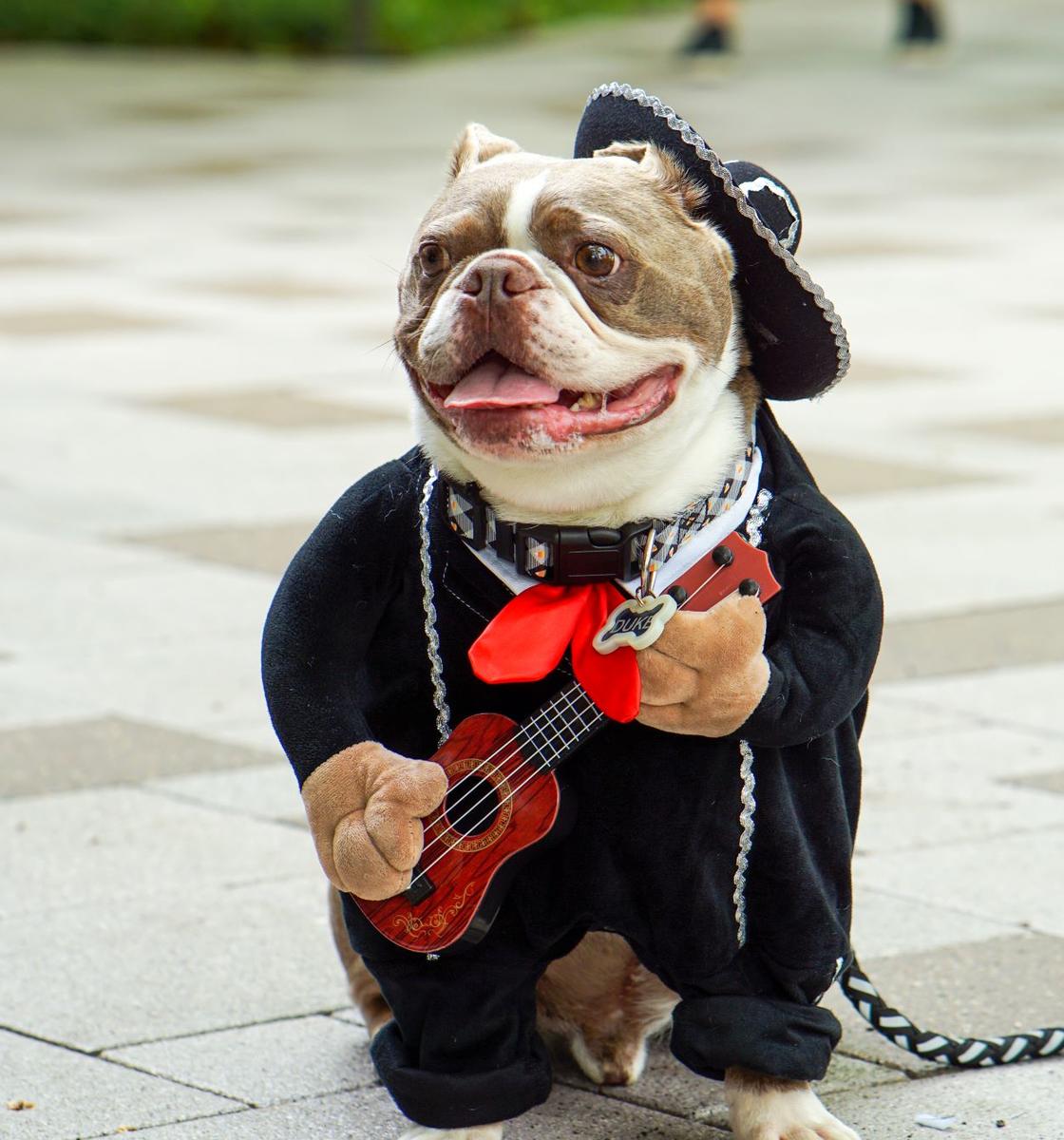 CityPlace hosts Pooch Parade & Costume Contest Oct. 5