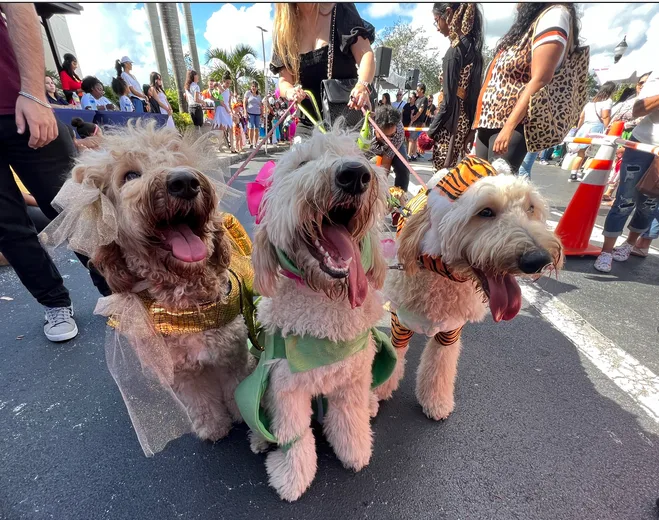 Plaza in Pembroke Pines offers free Halloween family & pet costume