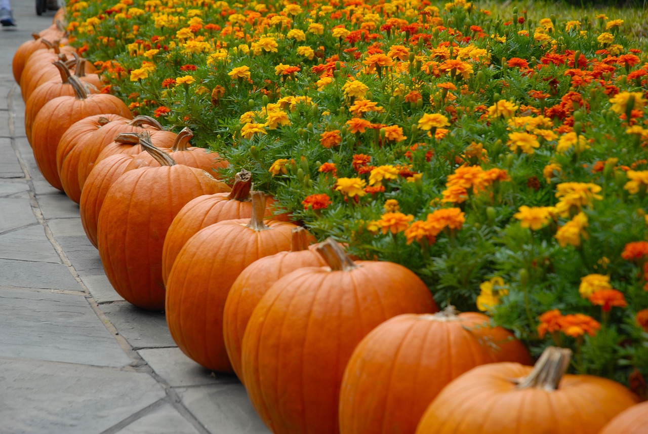 Fall Festival with  train rides & Halloween events in Broward & it's free