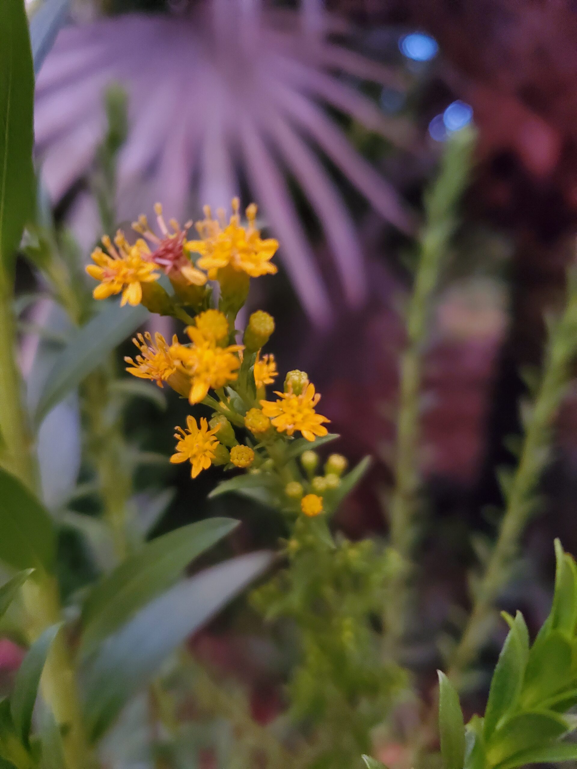 Plant Fair in Wilton Manors