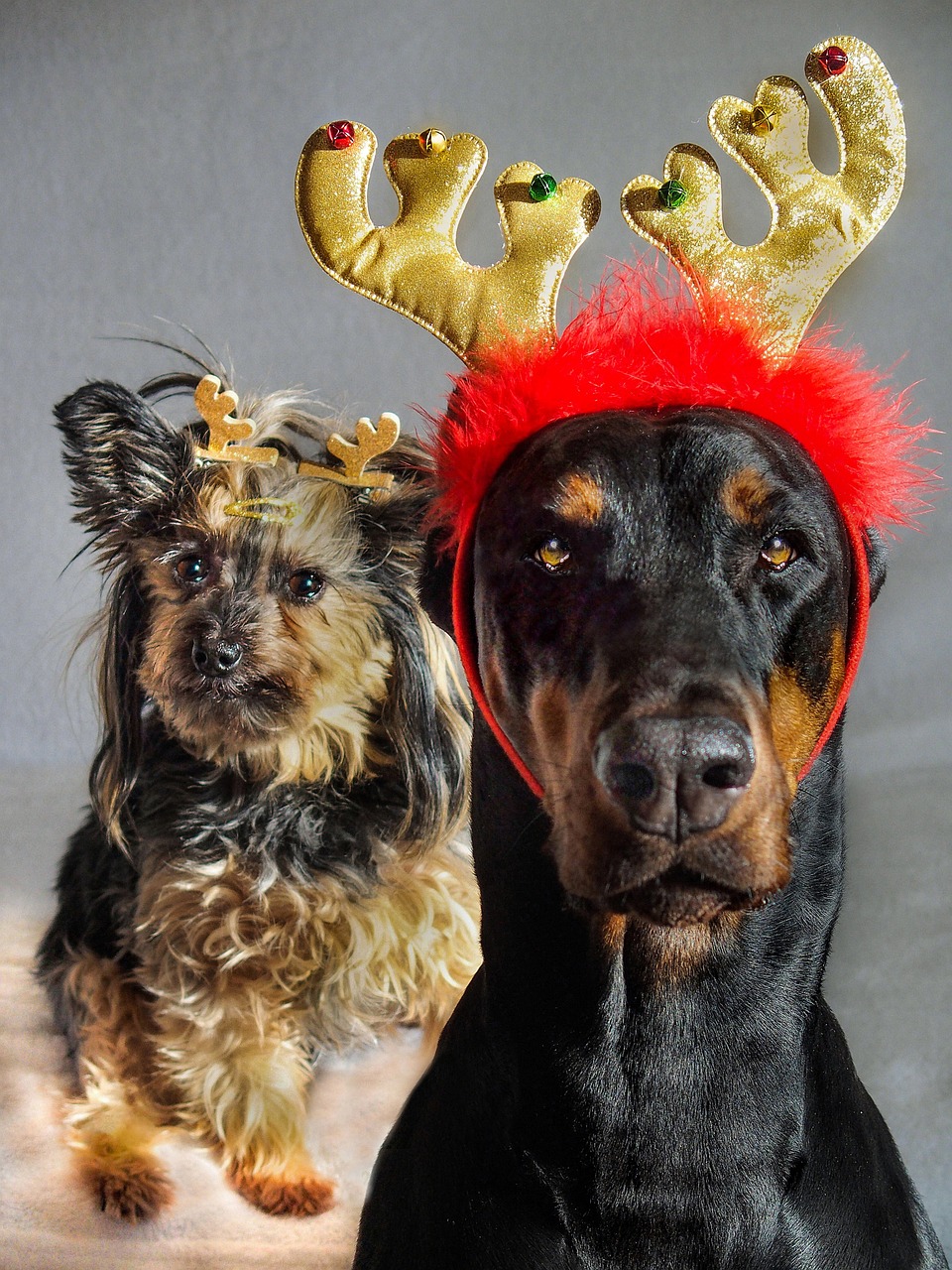 Holiday events for people & pets in South Florida