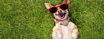 Dog Parks in Palm Beach Co.