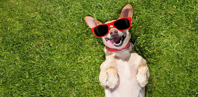 Dog Parks in Palm Beach Co.