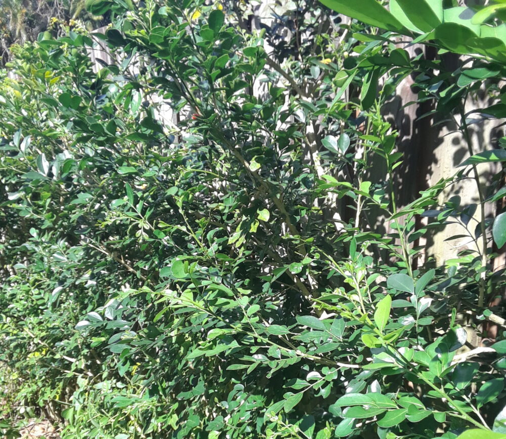 Free entry for Plant Affair at Volunteer Park in Plantation