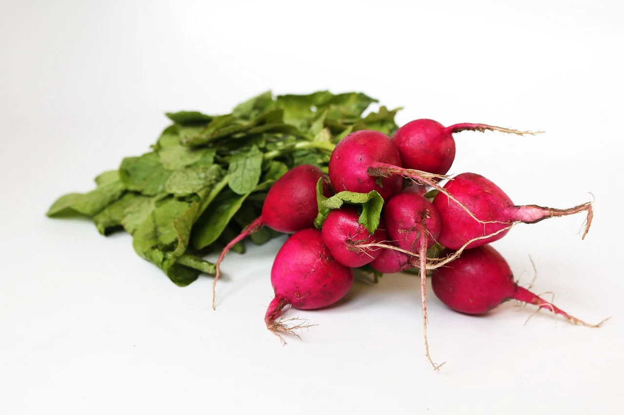 Plant radishes & other edibles indoors in Florida