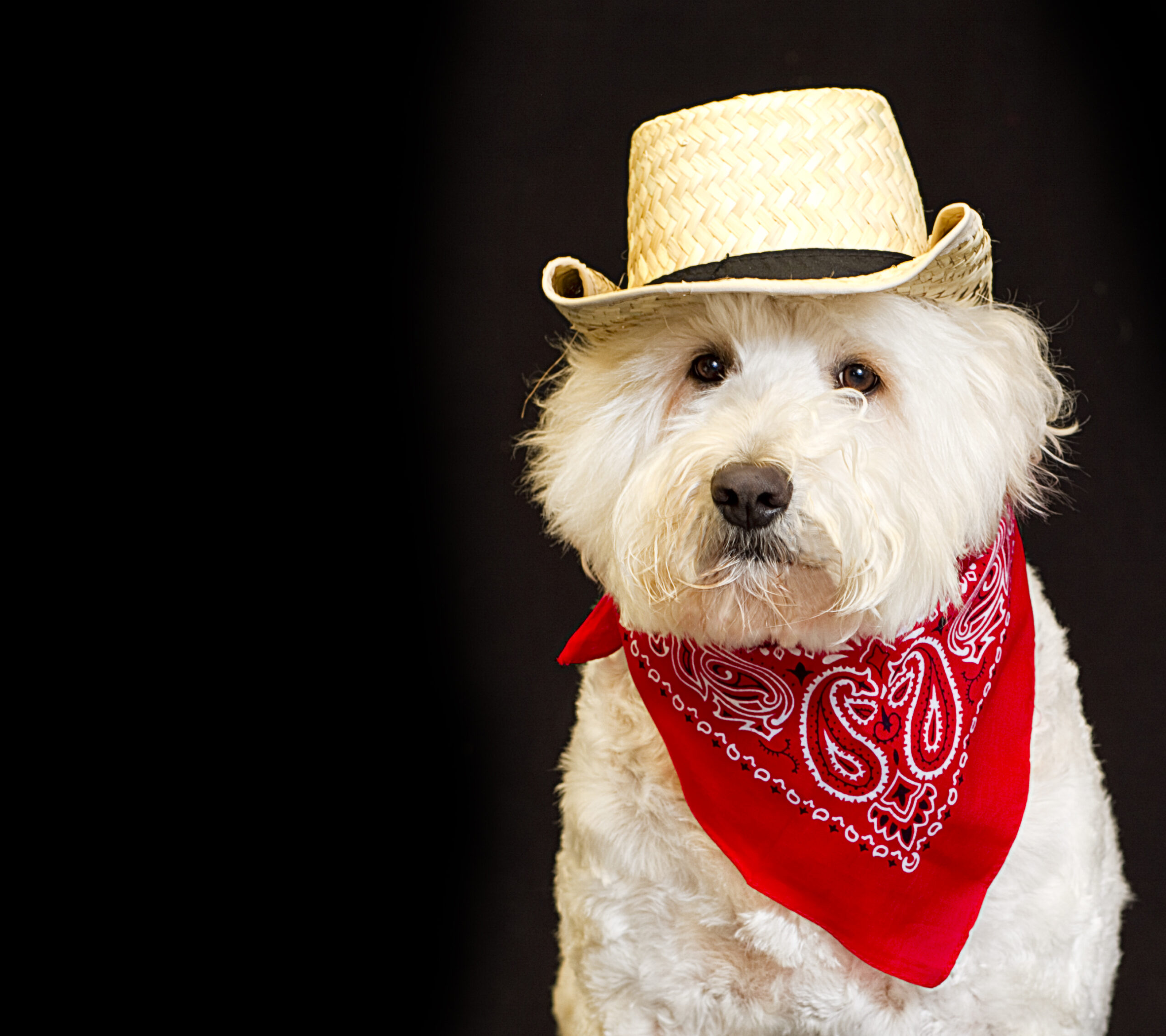 Doggy Fest & other events for pets & people