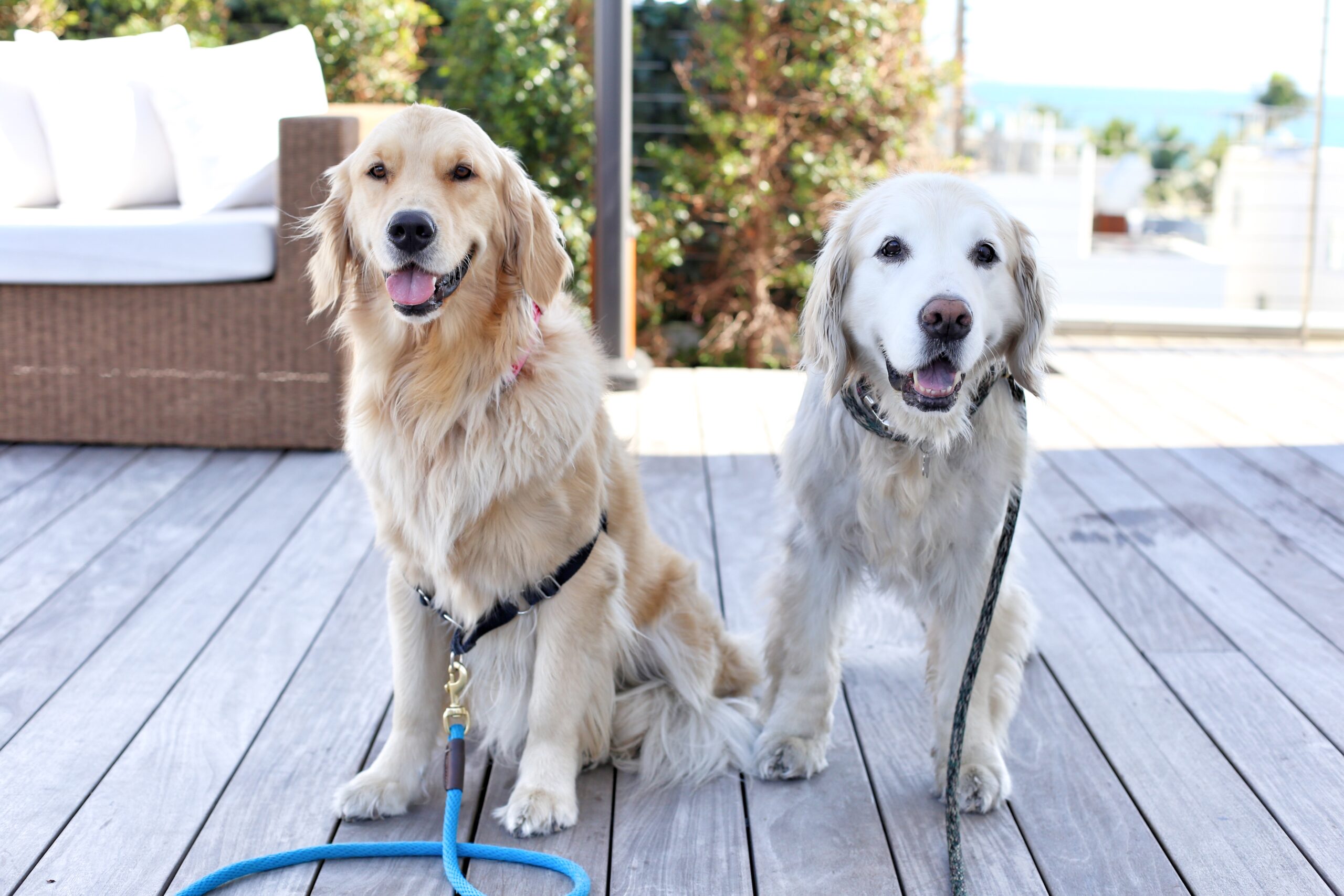 Leash-up: Promenade Pet Parade on South Beach