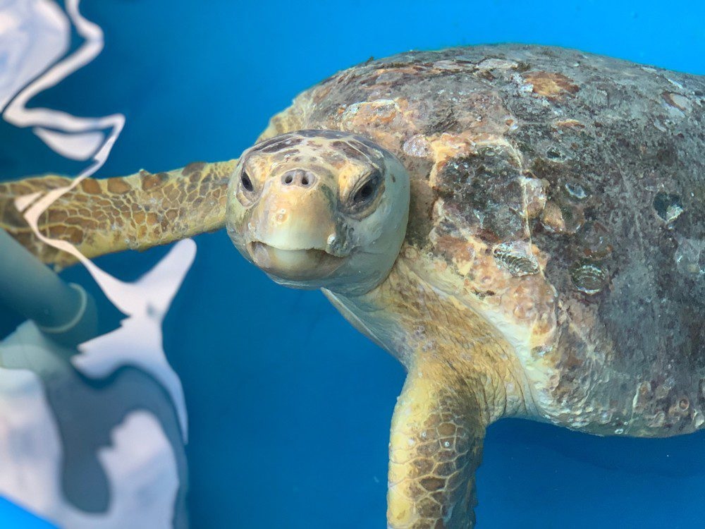 Free admission at Loggerhead Marinelife Center, Juno Beach