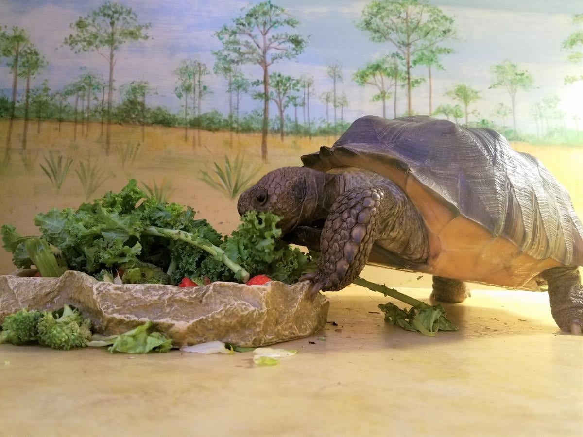 Free access to Daggerwing Nature Center, Boca Raton