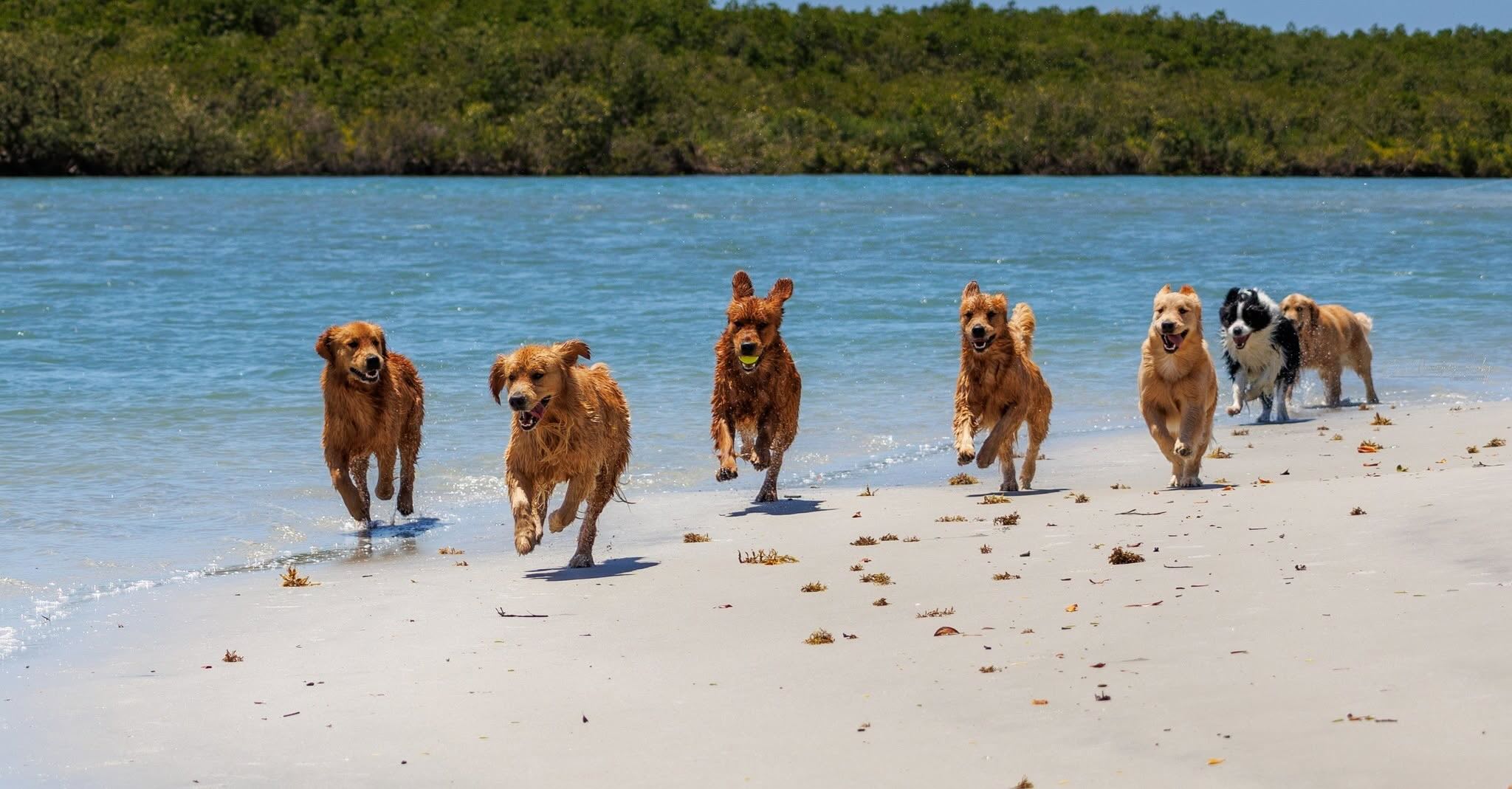$5 Dog Show: Paw Prints in the Sand, at the Fairgrounds, July 12-13