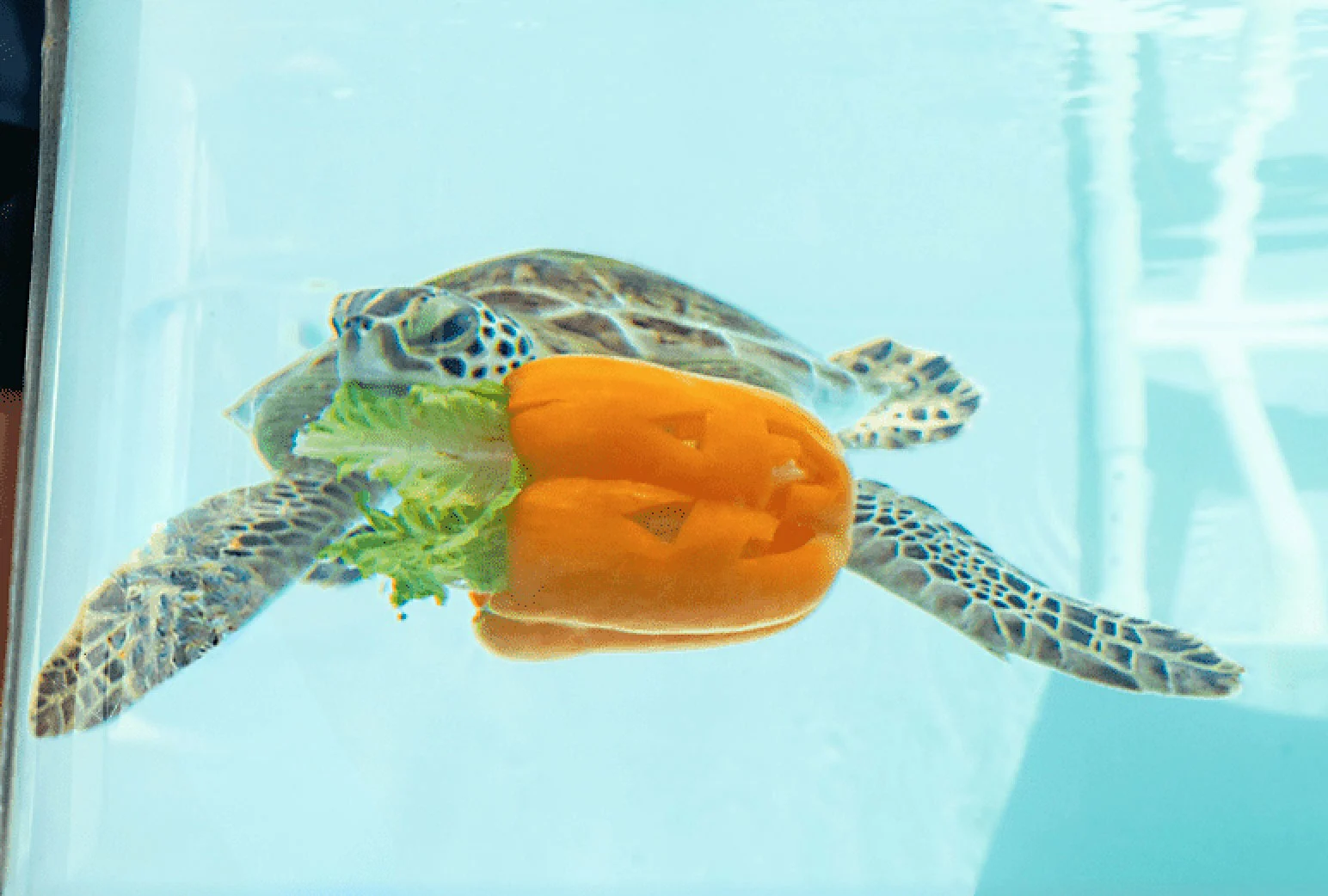 Loggerhead Marinelife Center: Free entry, $6 audio tours, Juno Beach