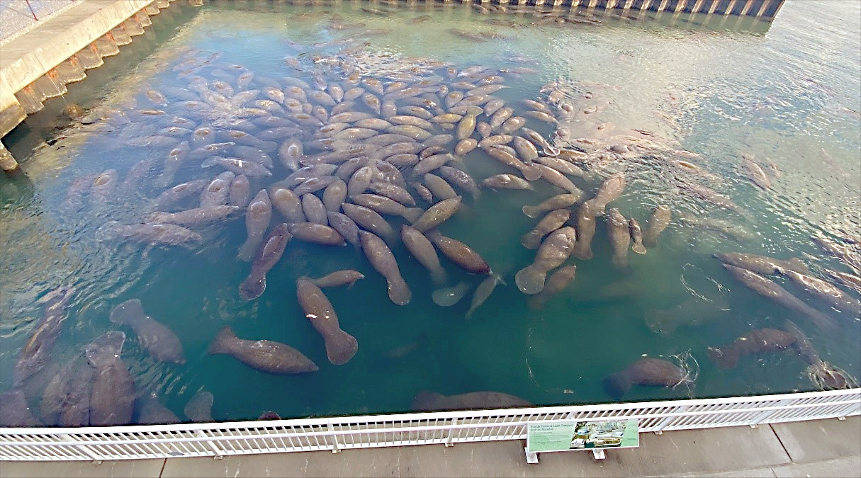 Florida's protected sea cows gather at Manatee Lagoon