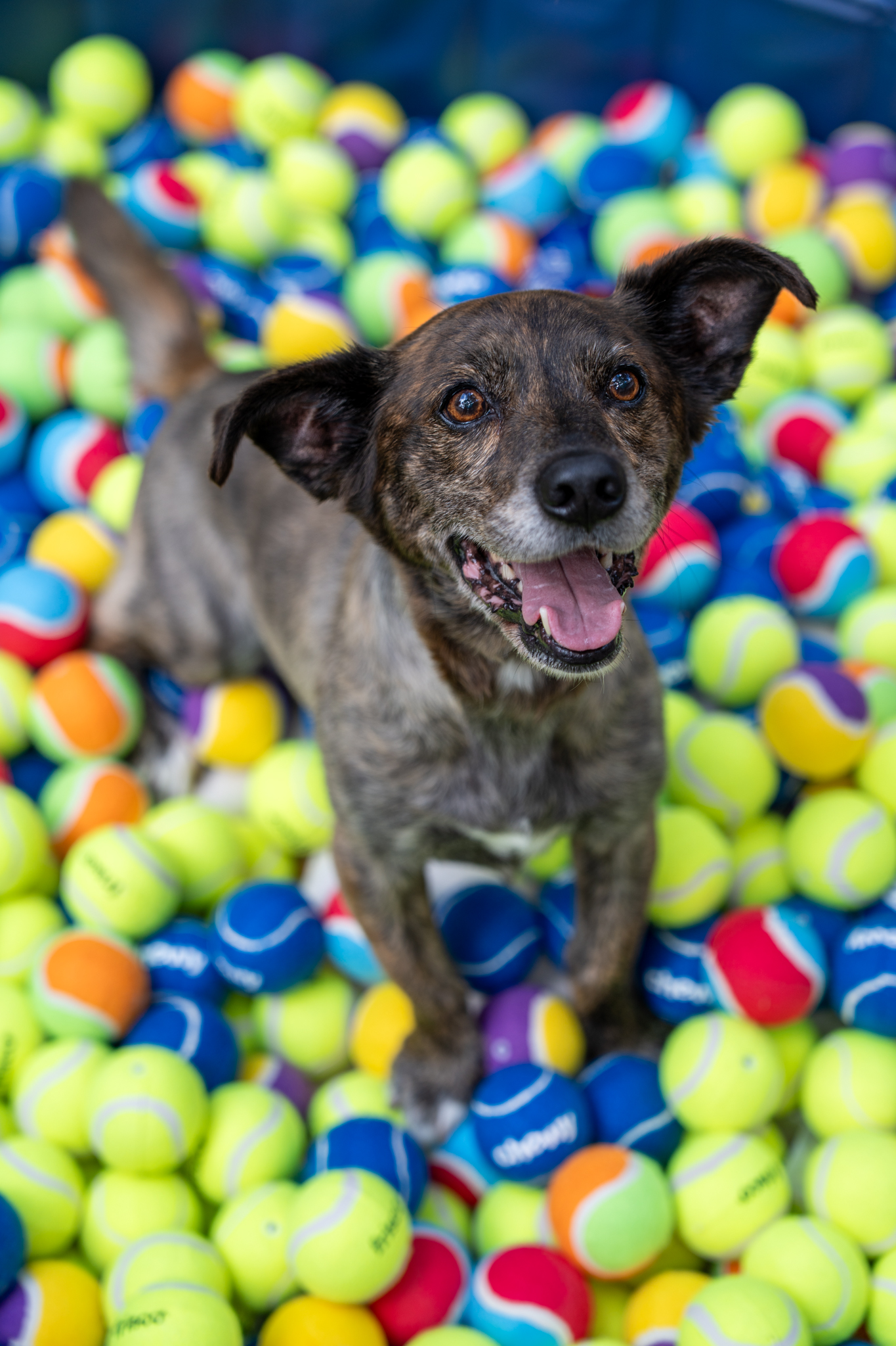 Free tennis ball drop for pooches at The Underline Chewy Bark Park