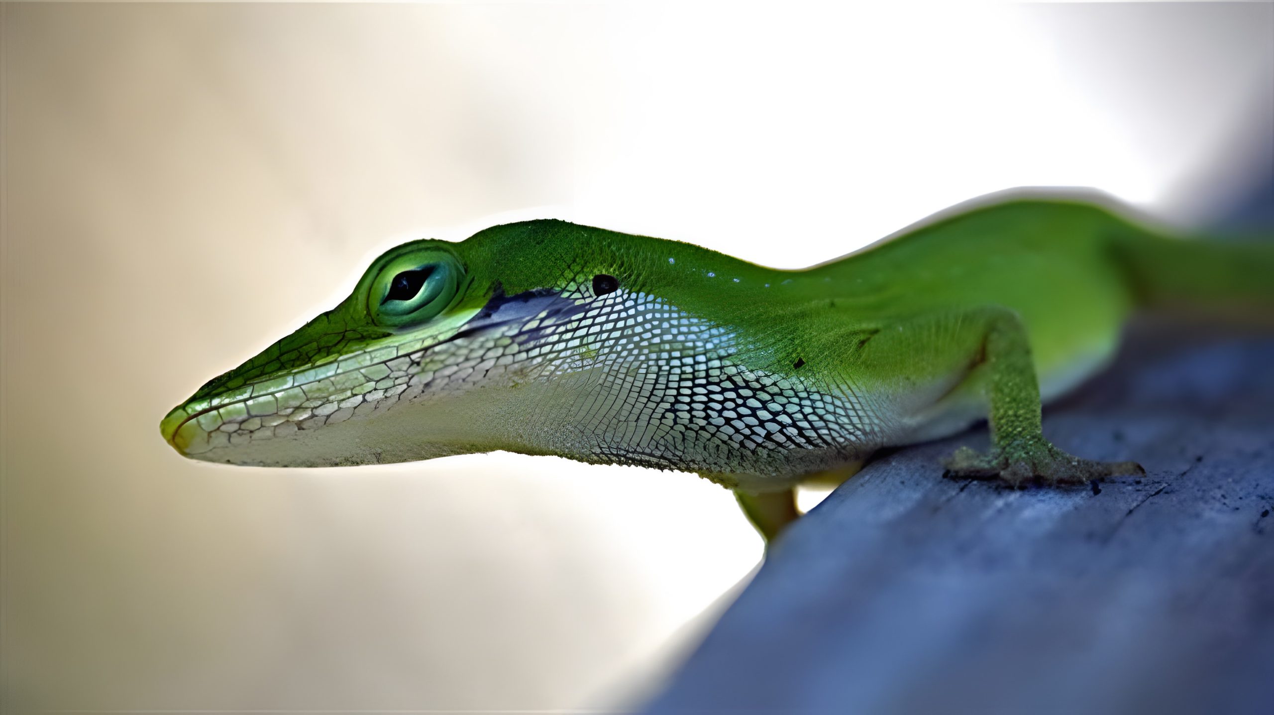 Critters & hikes, Grassy Waters Preserve in West Palm Beach