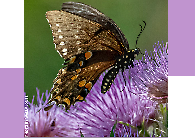 $10 special admission for garden tour at Lighthouse, April 12
