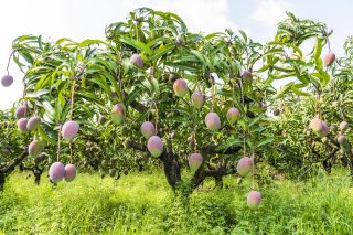 Photo: Deposit Photos, mango tree