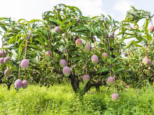 Photo: Deposit Photos, mango tree