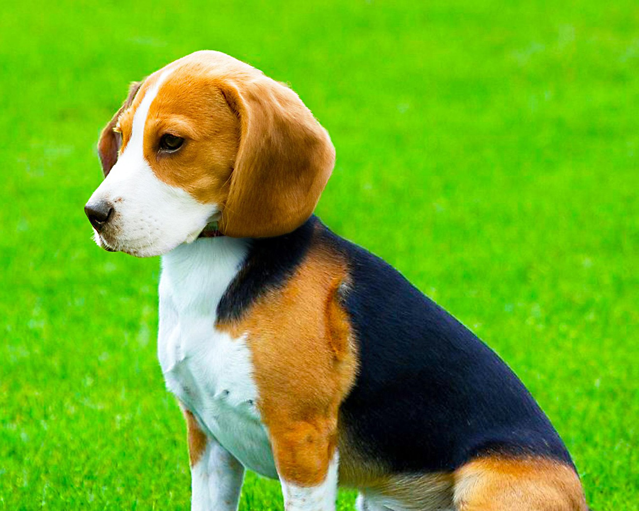 Big Dog Rescue Sunset Pup Social, West Palm Beach, May 20
