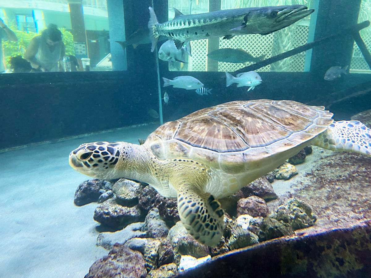 Admission is always free at Gumbo Limbo Nature Center