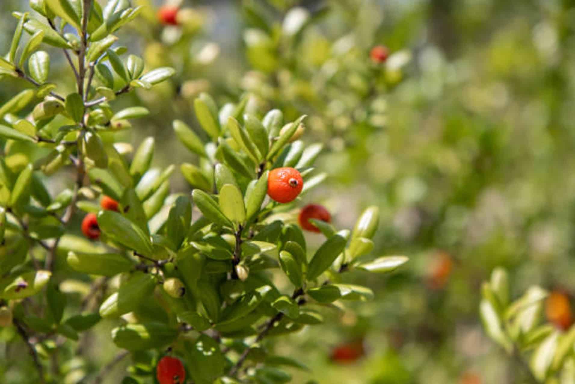 Free trees offered in Miami-Dade giveaway