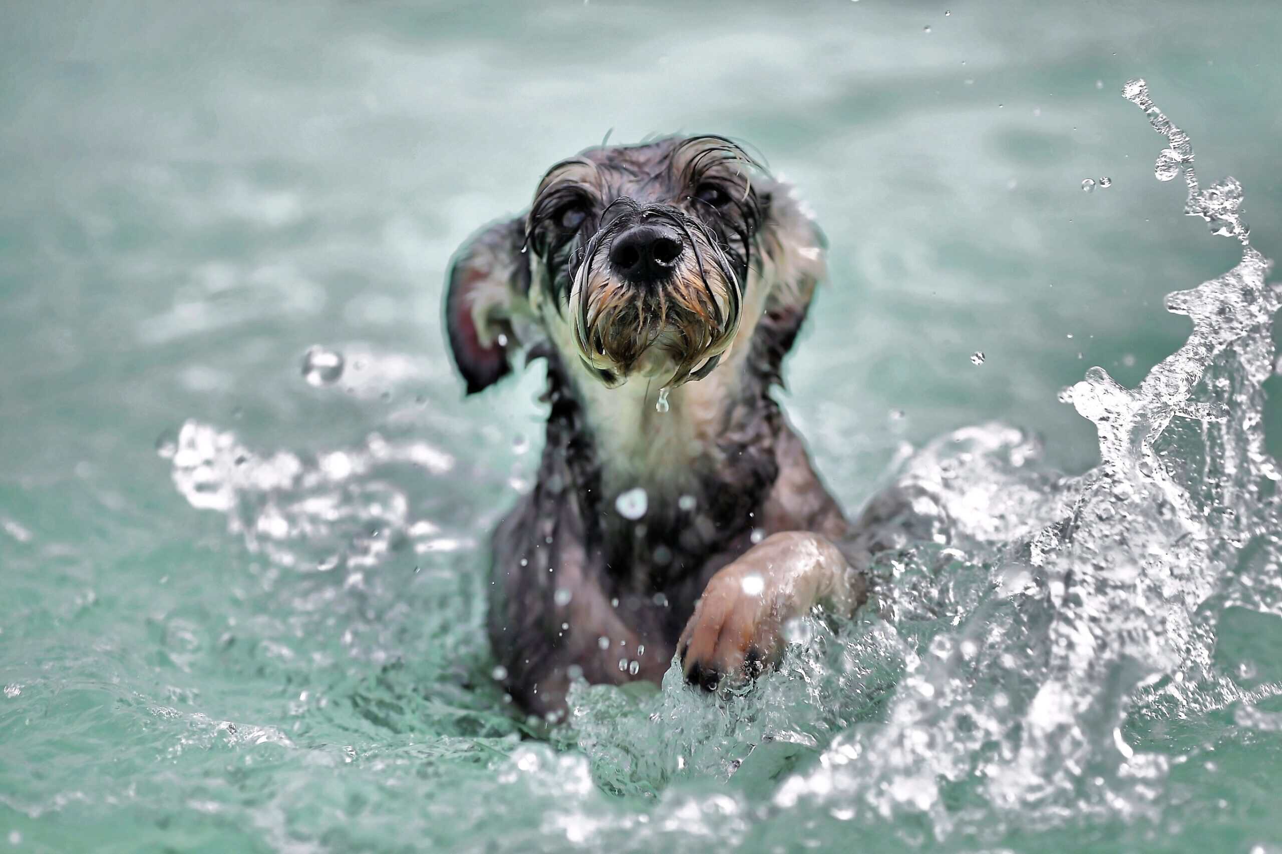 Soggy Doggy Pool Day for Dogs & it's free