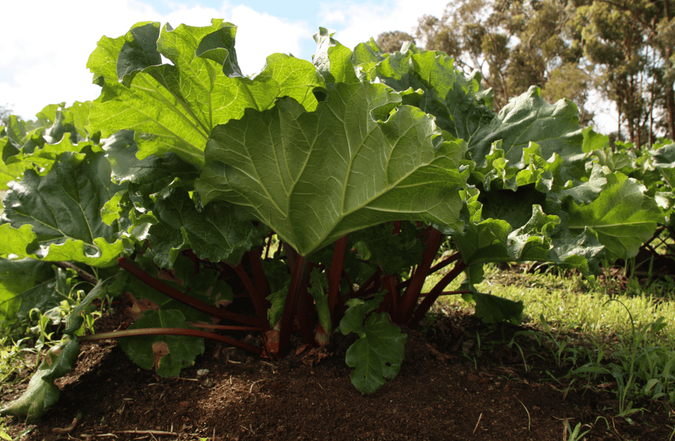 Gardenfest in Miramar offers free entry