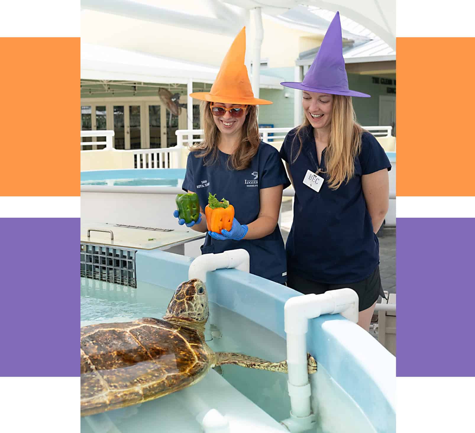 Free: HallowMarine event at Loggerhead Marinelife Center, Oct. 17-18